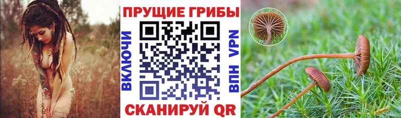Псилоцибиновые грибы Psilocybine cubensis  Болгар 